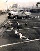 crystal pier gulls 1972